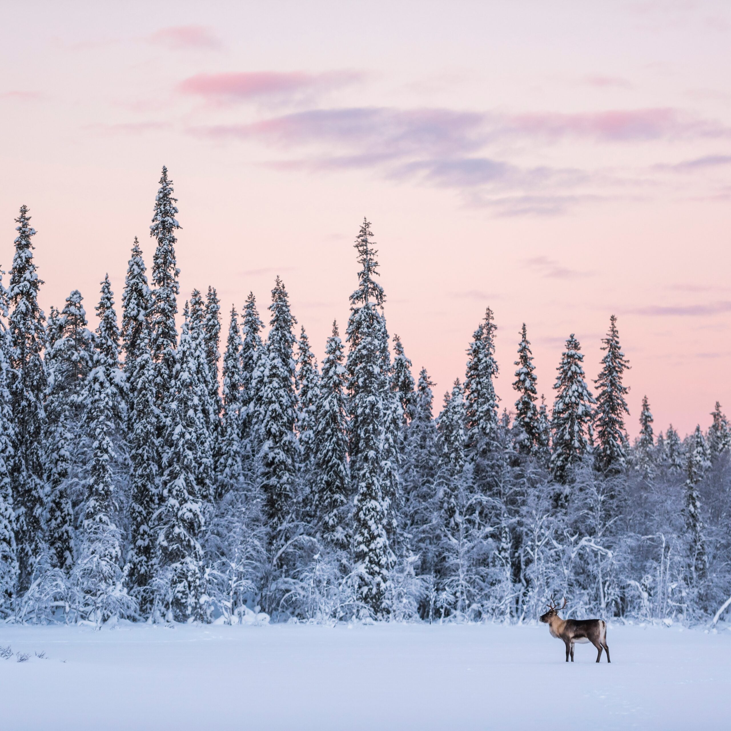 observation de la faune sauvage pour un séminaire en Laponie